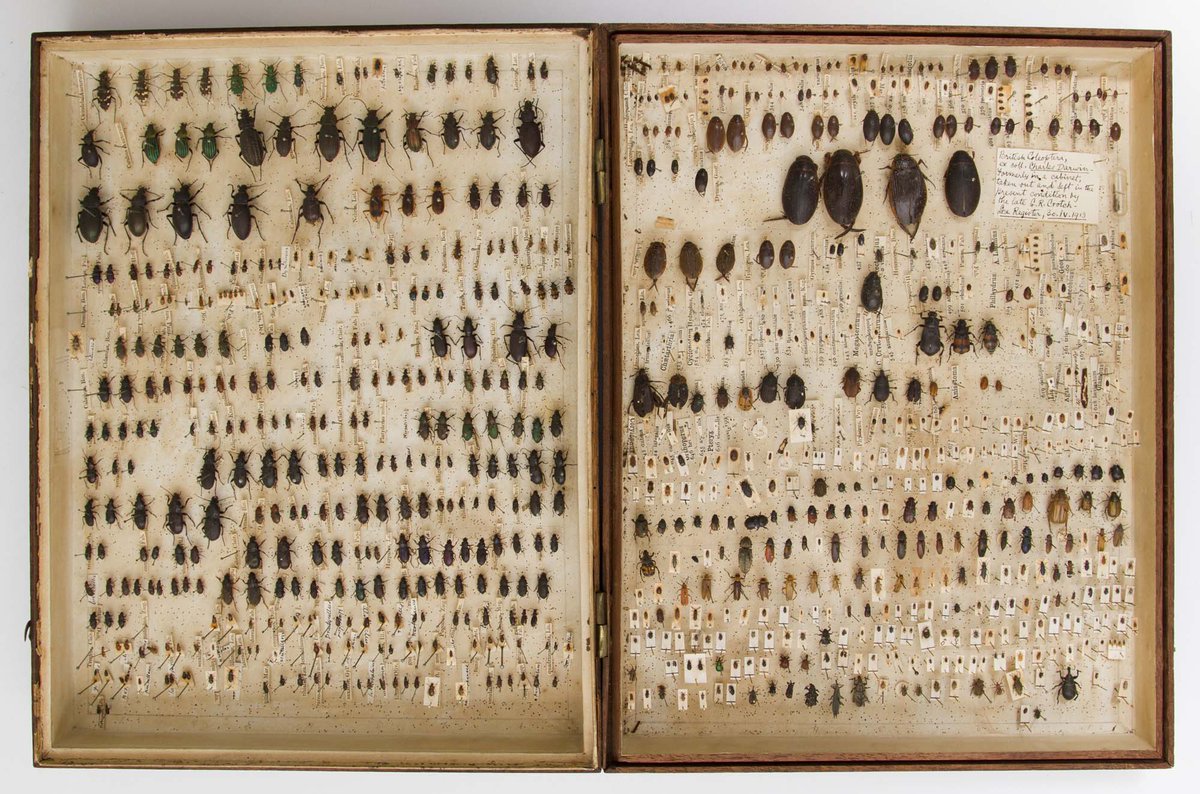 Our Darwin's beetle paper just published, great fun to work on @ZoologyMuseum & @HomeofDarwin. Started as undergrad projects @Peterhouse_Cam and @TrinityHallCamb. Charles Darwin's early beetle collections: ‘Darwin’s beetle box’ and the Down House box tandfonline.com/doi/full/10.10…