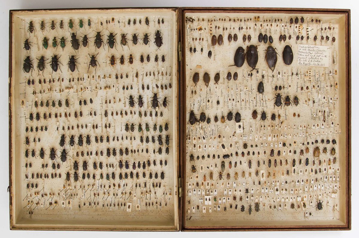 jstgerlach's tweet image. Our Darwin's beetle paper just published, great fun to work on @ZoologyMuseum &amp;amp; @HomeofDarwin. Started as undergrad projects @Peterhouse_Cam and @TrinityHallCamb. 
Charles Darwin's early beetle collections: ‘Darwin’s beetle box’ and the Down House box tandfonline.com/doi/full/10.10…