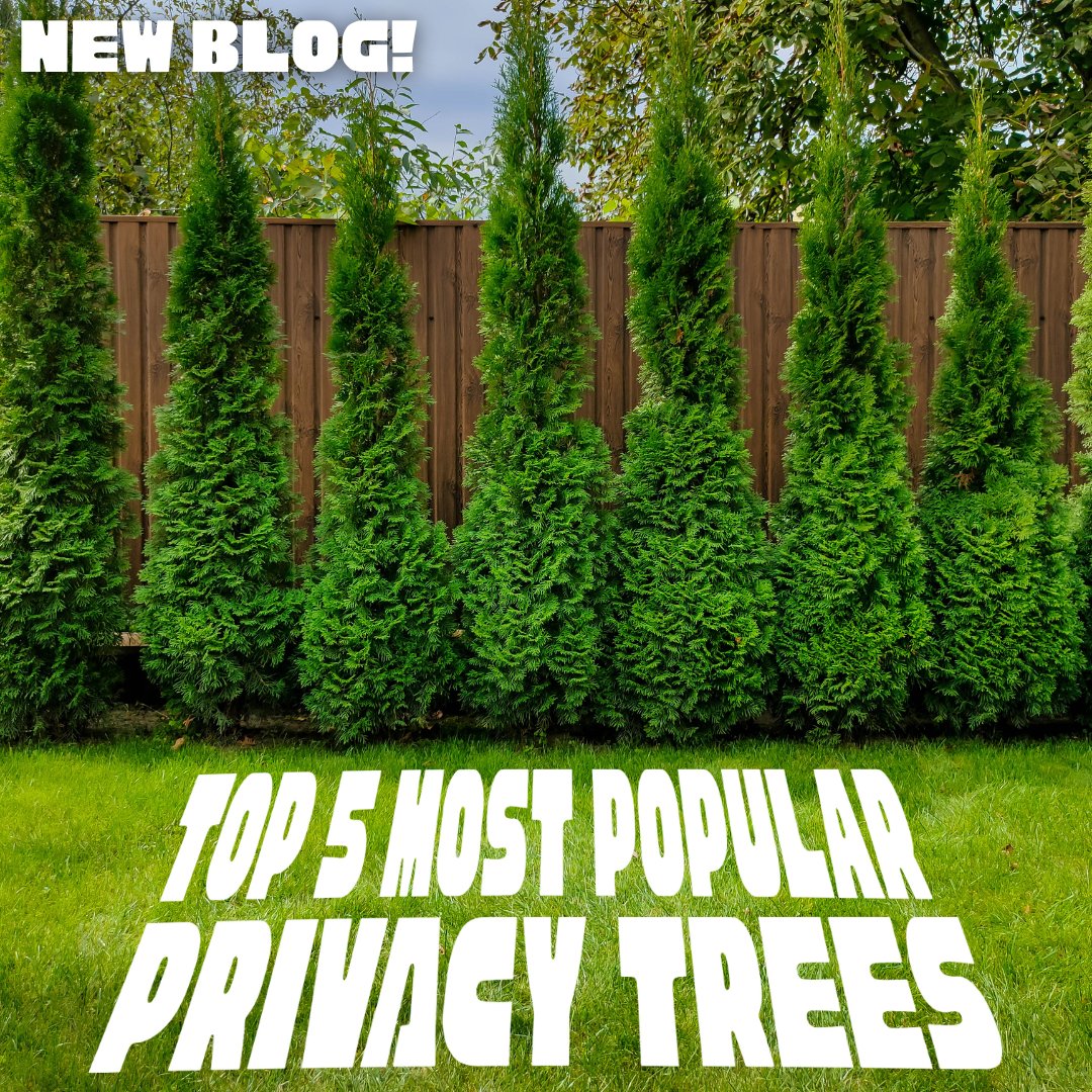 naturehills's tweet photo. We all love privacy! Especially when we’re outside, enjoying our backyard! Privacy Trees make that possible!
Learn more about the Top 5 Most Popular Privacy Trees in our latest #ProPlantTips blog!
📗: https://t.co/rtbnSBgGWd https://t.co/mTmu0Of32D