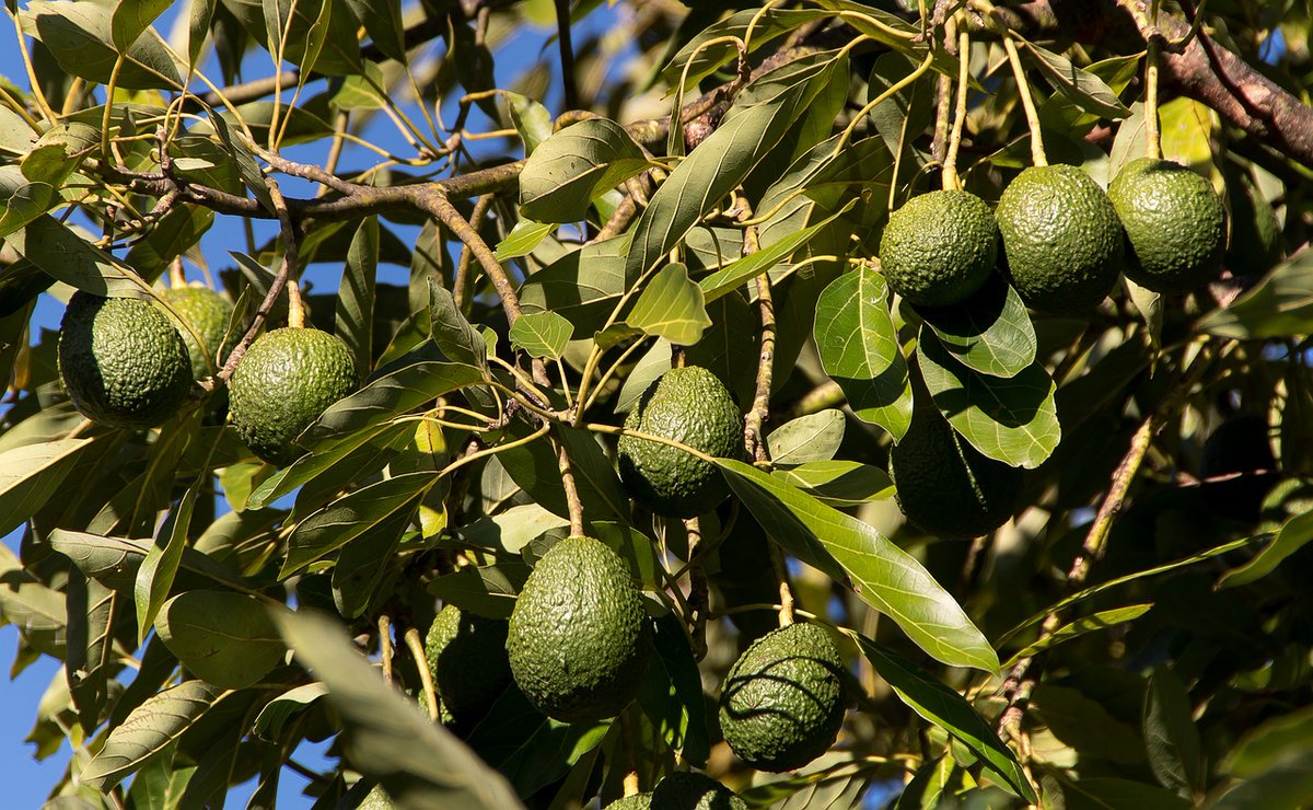 La @ULL estudia el aguacate de Tenerife para diferenciarlo en el mercado: periodismo.ull.es/la-ull-estudia… #PeriodismoULL #AprendizajeServicio #ODS