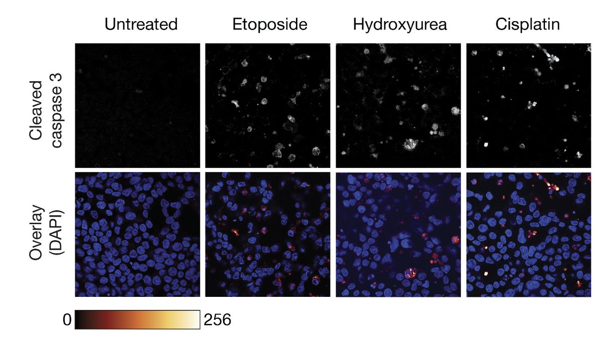 How does DNA damage cause apoptosis when p53 is mutated? Critical to understand treatment of many tumors. Excited that ‘DNA damage induces p53-independent apoptosis through ribosome stalling’ by Nicolaas Boon and collaborators is out: doi.org/10.1126/scienc…