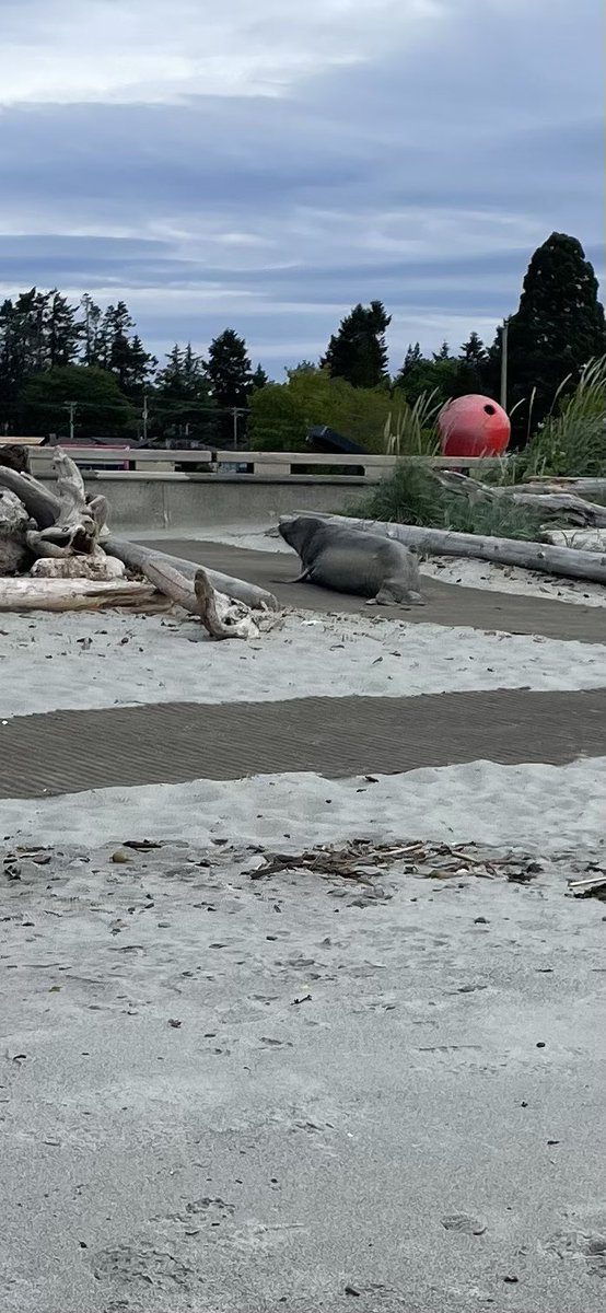 Accessibility mats at the beach, not just for people #yyj