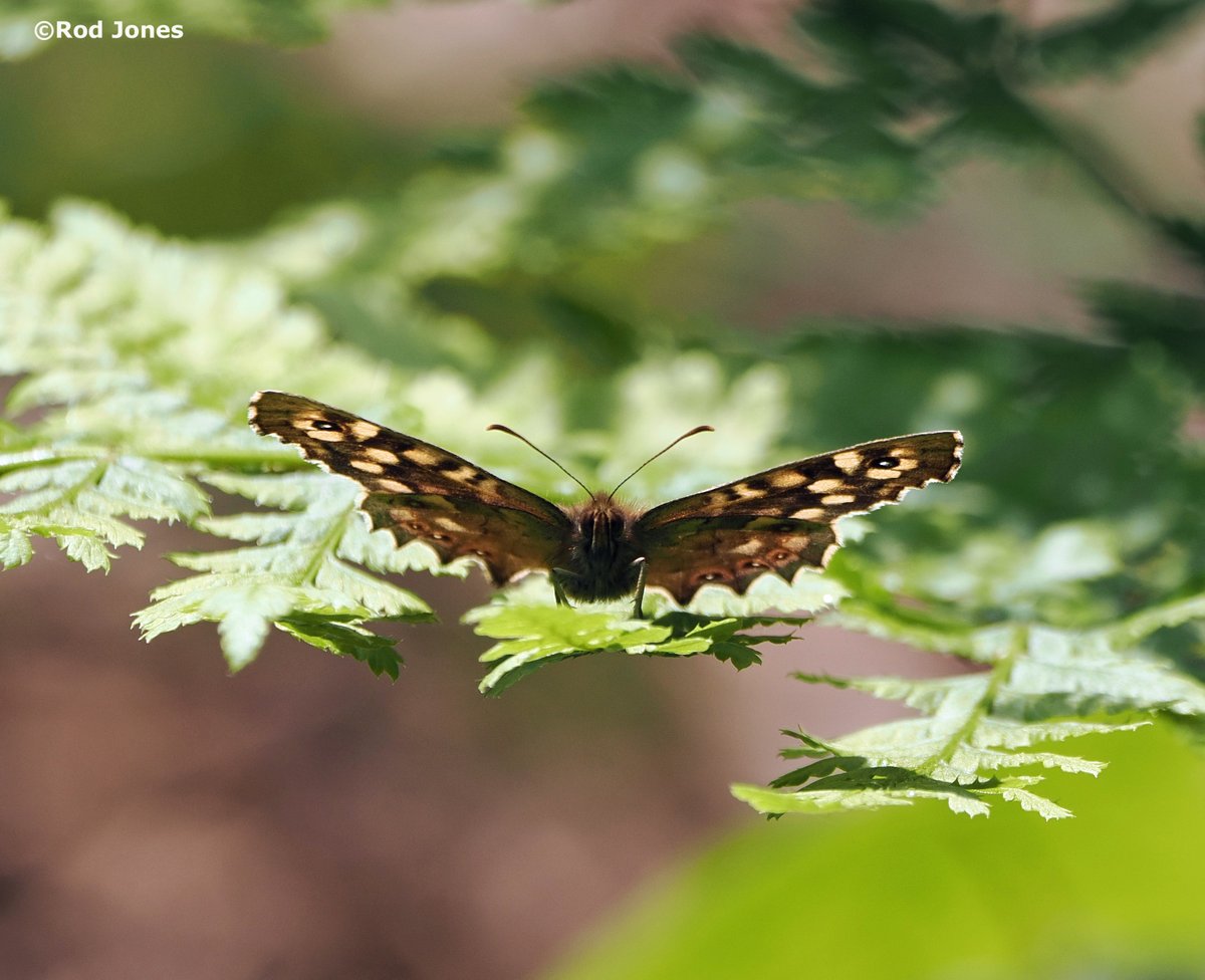 Speckled wood in Shelf Woods, Halifax. #butterflies #ThePhotoHour #TwitterNatureCommunity #wildlife #naturephotography