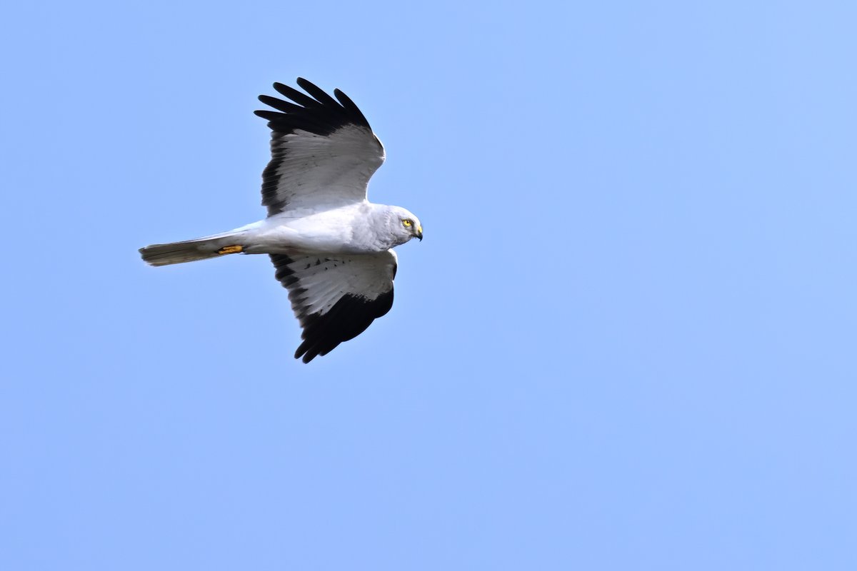 male Hen Harrier with some bling Outer Hebrides