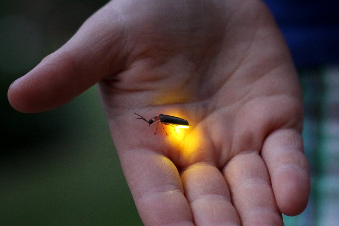 Where did all the fireflies glow? We hear it in our comments - hey, why don't I see that many lightning bugs anymore? The simple answer is, because there aren't as many as there used to be. But why? Before we answer that, you need to know how this beetle starts out life. 🧵