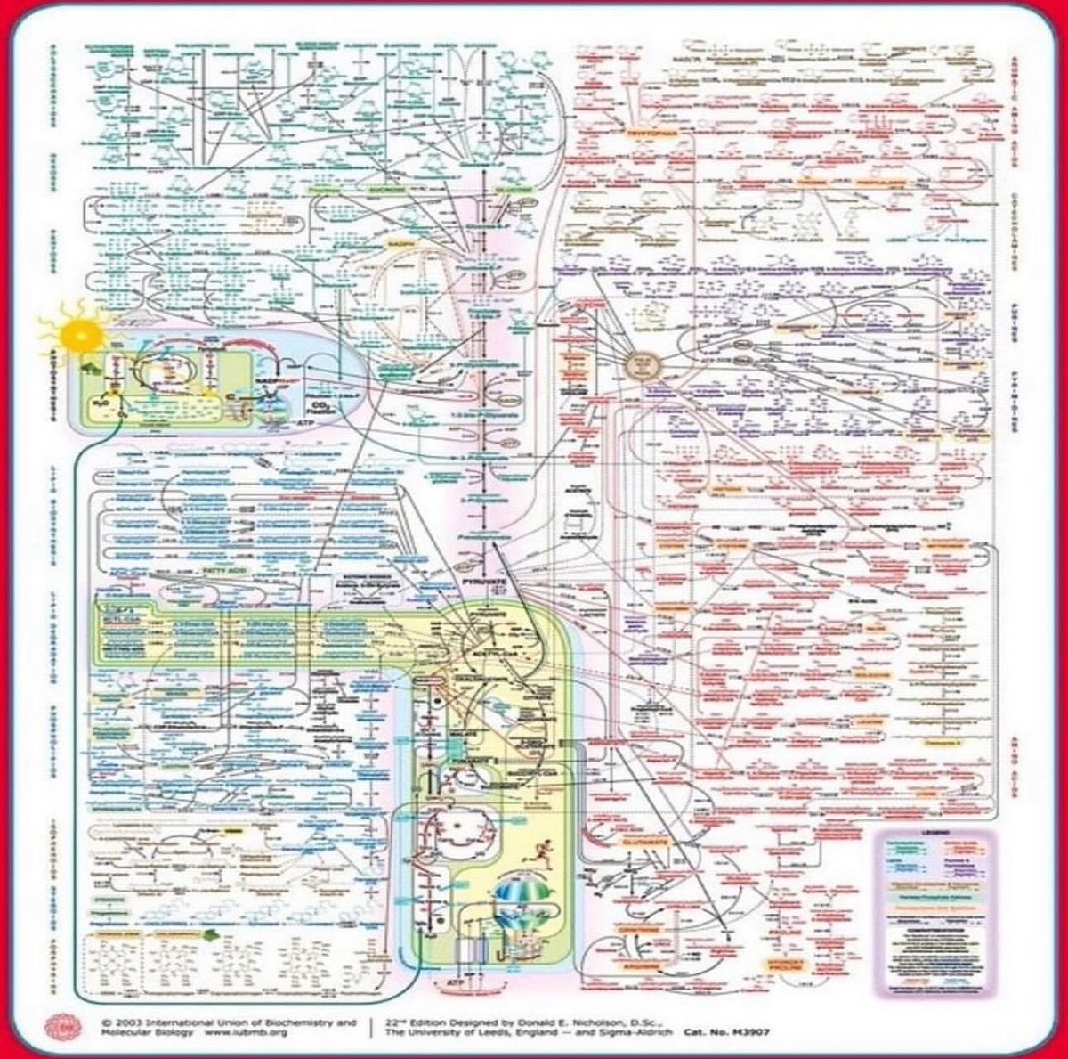 A simplified overview of Metabolism 🫣😅 #Science