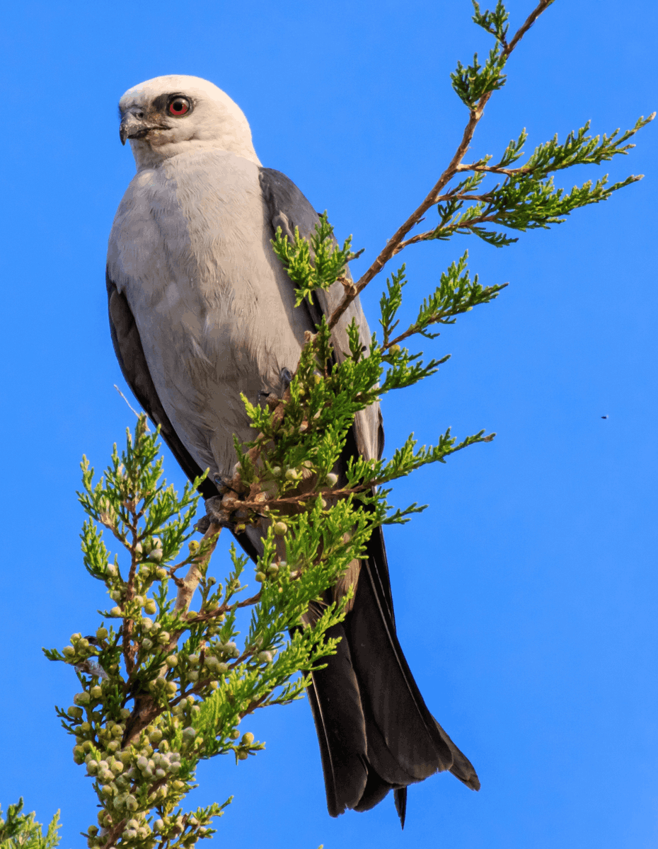 Each spring, Mississippi Kites, graceful raptors the size and shape of a peregrine falcon, make the long journey to Kansas from their winter homes in South America to nest and raise their young. Read in full: hubs.ly/Q02xs0Kg0