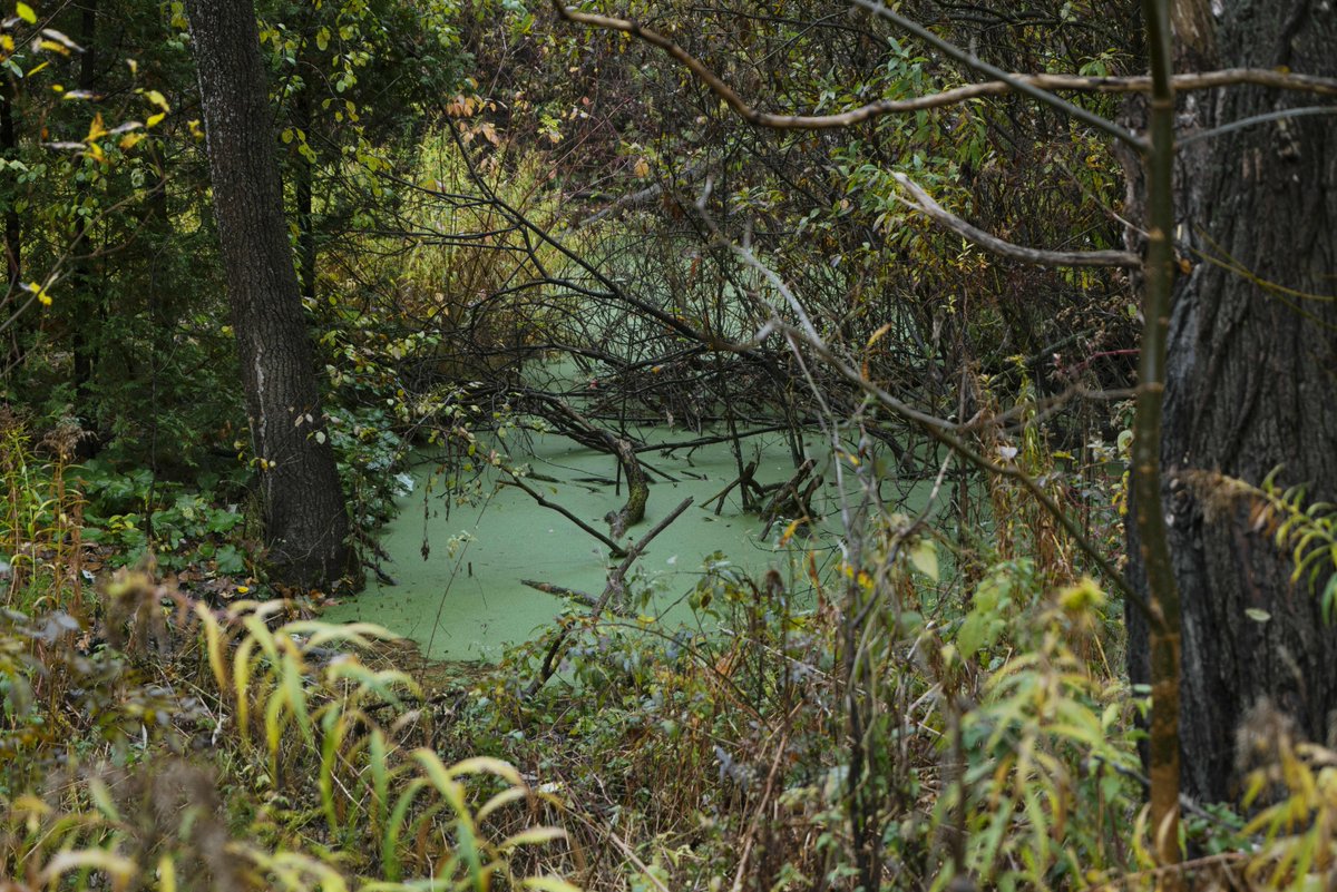 Who's planning to stay in the city for the long weekend?
Read all about #TorontoRavines in <a href="/bluedotliving/">bluedotliving</a>
<a href="/liannbobechko/">Liann Bobechko</a> even let me include some images from my new art show #SHADOWLAND @evergreen_brick_works @contactphoto

toronto.bluedotliving.com/2024/05/03/the…