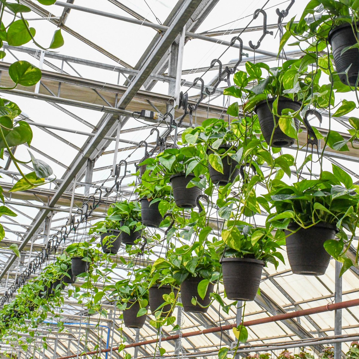 Elevate your space with our stunning plant hanging baskets 🌿✨
Contact your sales representative for more information! 

#colasantifarms #colasantifarmsltd #wholesaleplants #greenhouse #plantsmakepeoplehappy #foliage #homedecor #plants #pothos #hangingbaskets #hangingplants