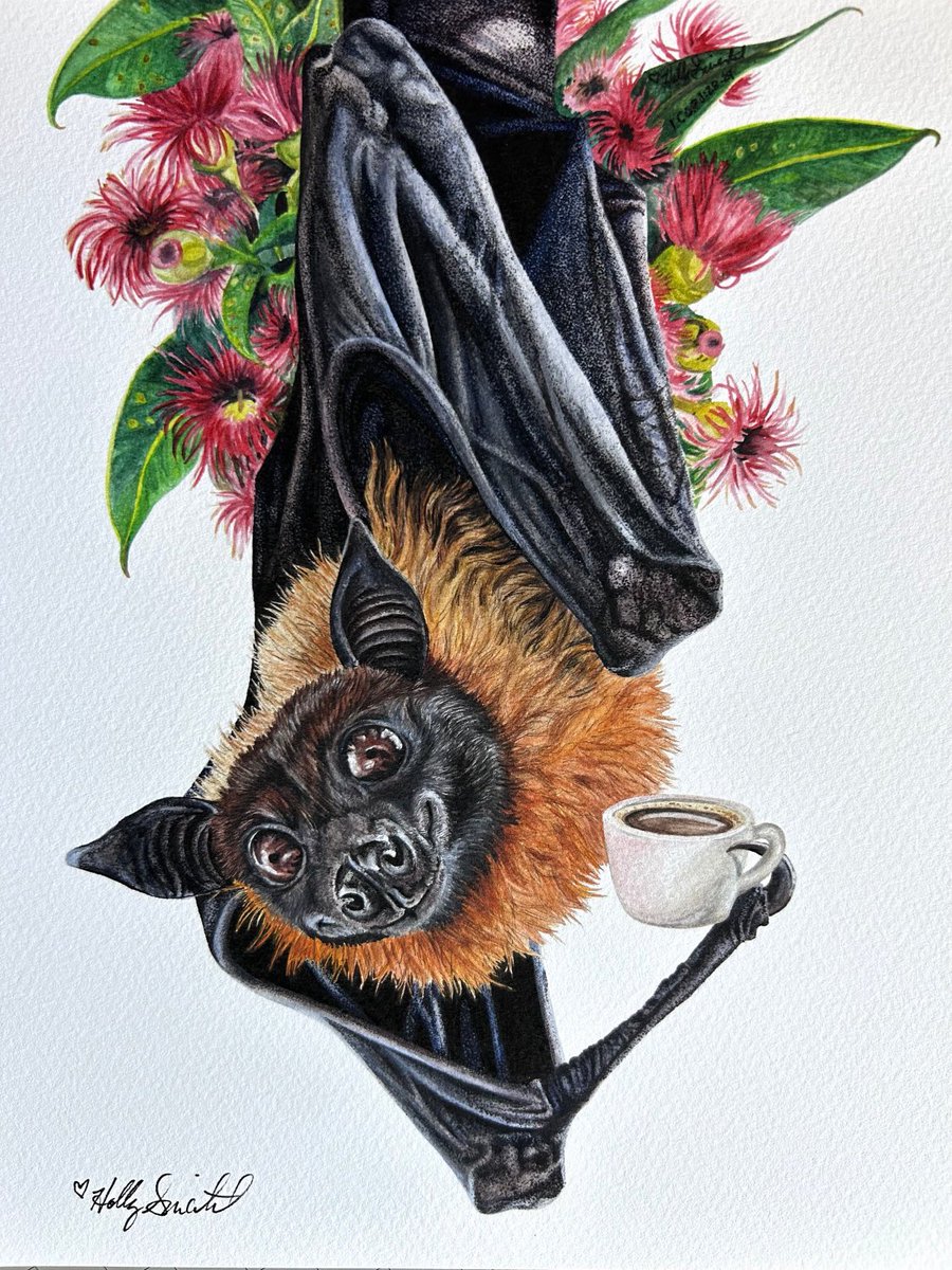 Batty Before Coffee by #HollySimental signed archival prints! mamakikis.etsy.com/listing/156952… #bat #batart #coffee #coffeeart #coffeeshop #coffeelover #animal #animalart #animalartist #whimsical #wildlife #wildlifeart #wildlifeartist #gift #giftideas #gifts #fruitbat