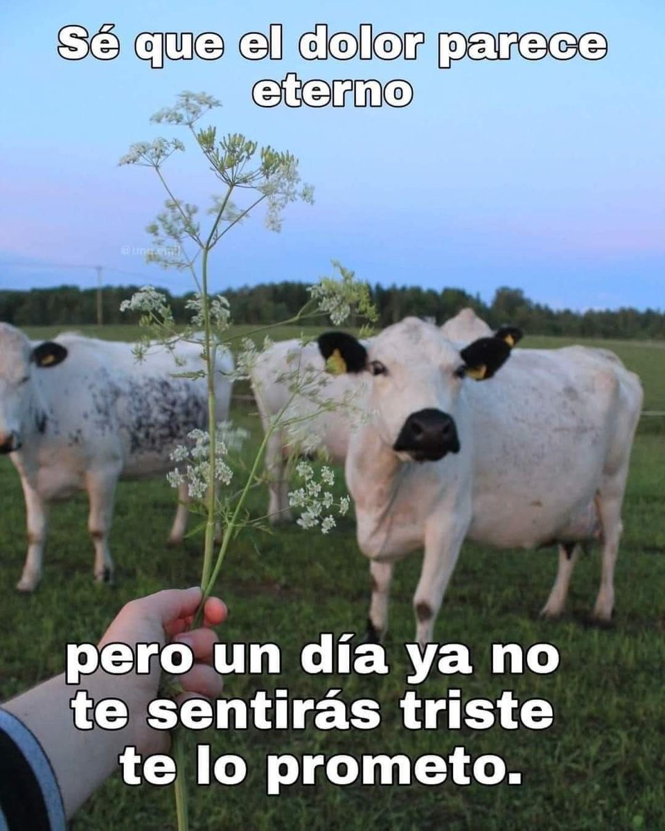 En Júpiter (@en_jupiter_) on Twitter photo 