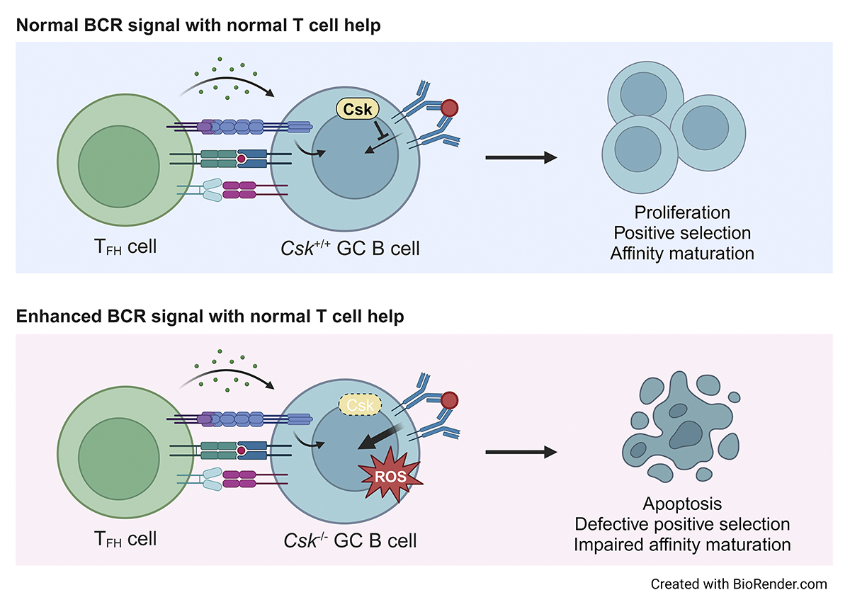 Inoue, Kurosaki @osaka_univ_e et al. show that an augmentation of BCR signaling in GC B cells by inducible depletion of Csk results in decreased GC B cell competitiveness and impaired affinity maturation, partly due to enhanced ROS-mediated #apoptosis. hubs.la/Q02xrLF70