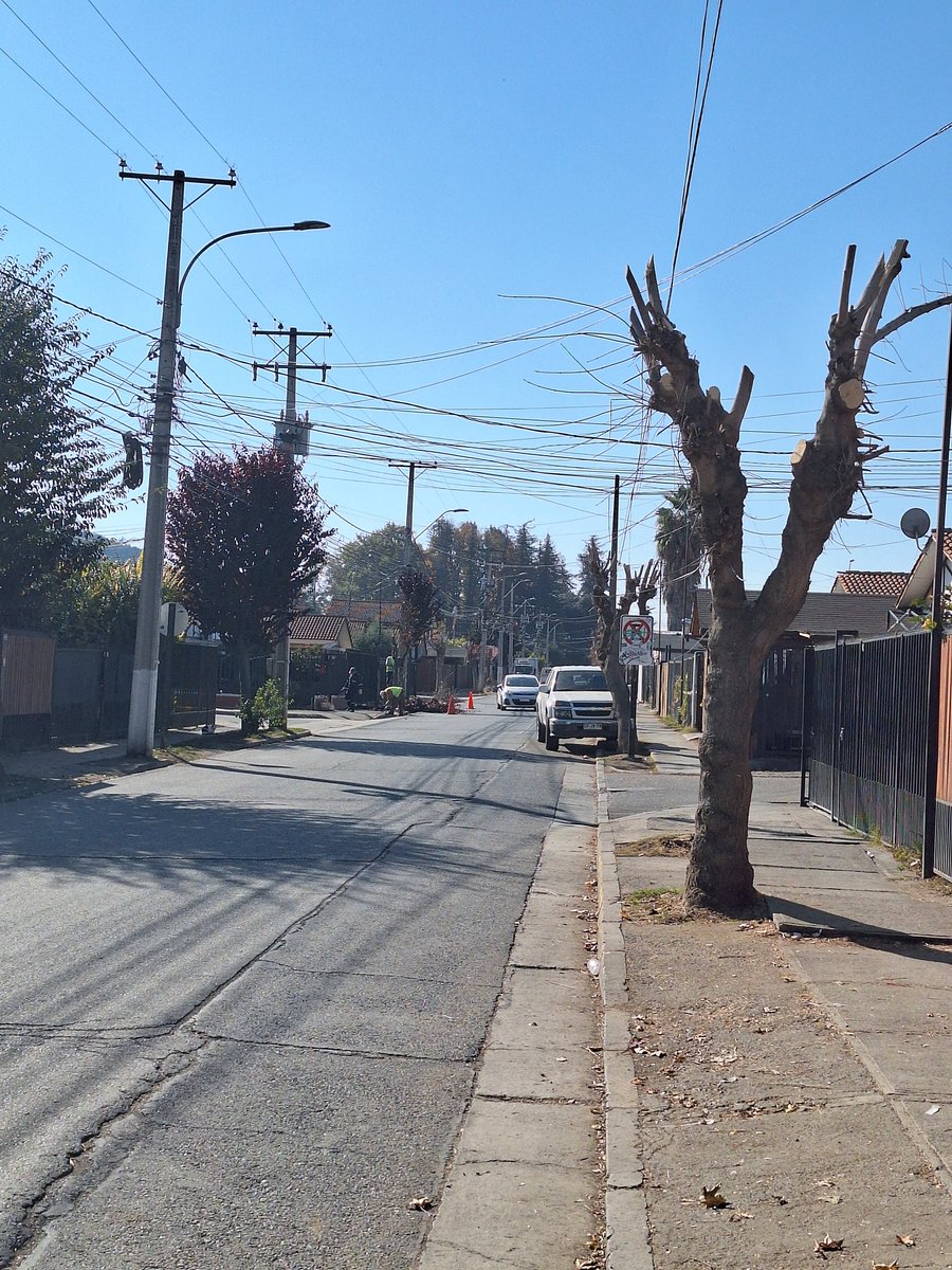 La poda municipal en Graneros @munigros, avenida Obispo Rafael Lira Infante. 

@ArbolCl @amoarbolurbano @reddeemergencia