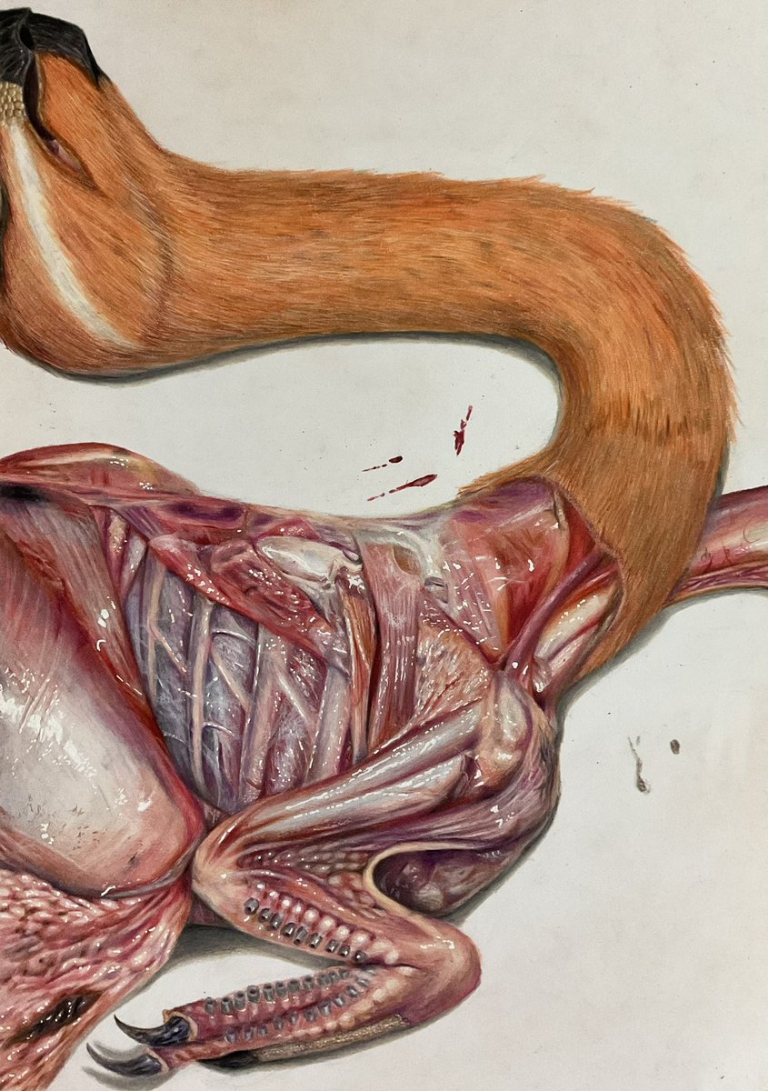 The dissection of Apatoraptor, caenagnathid oviraptorosauria. The musclature is based on the personal observation of the ostrich and broad-nosed caiman. I especially focused on the shoulder girdle muscrature, and I love m. rhomboideus superficialis.

#dinosaur
#coloredpencil