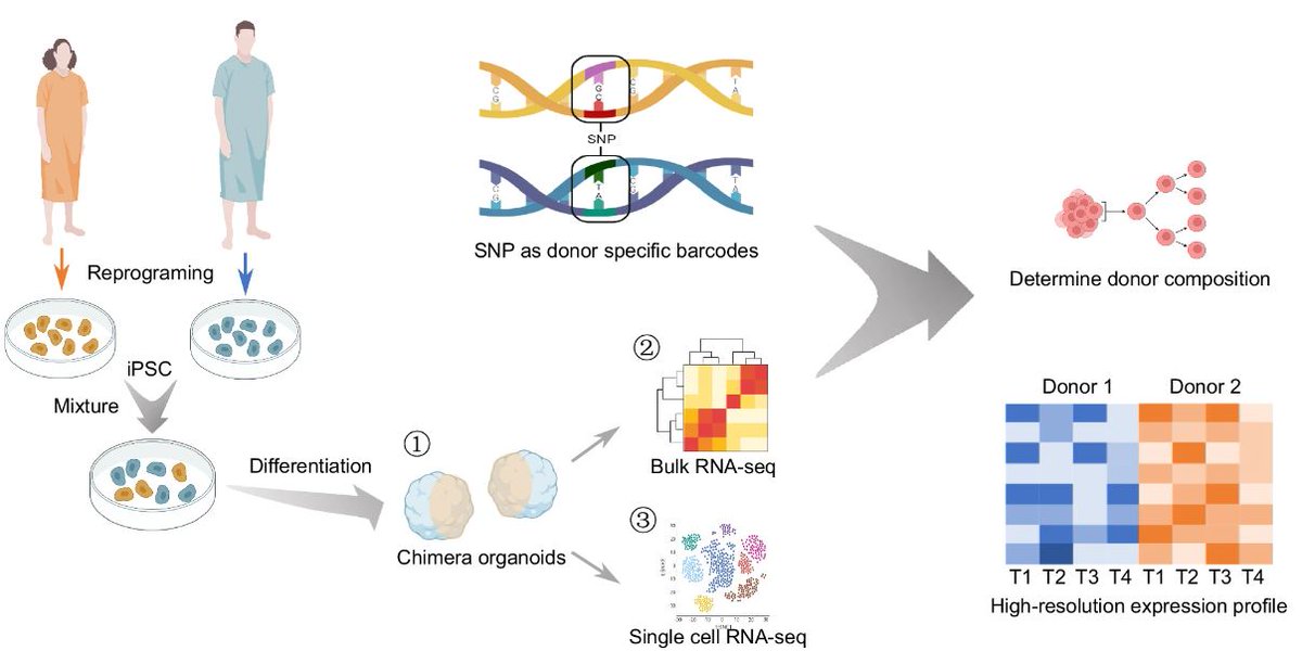 🔬 Scientists demonstrated the usefulness and necessity of a pooled design to reveal donor #iPSC line heterogeneity during #macrophage cell differentiation and to model rare WT1 🧬 mutation-driven kidney disease with chimeric #organoids. @NatureComms | go.nature.com/4dGLx68