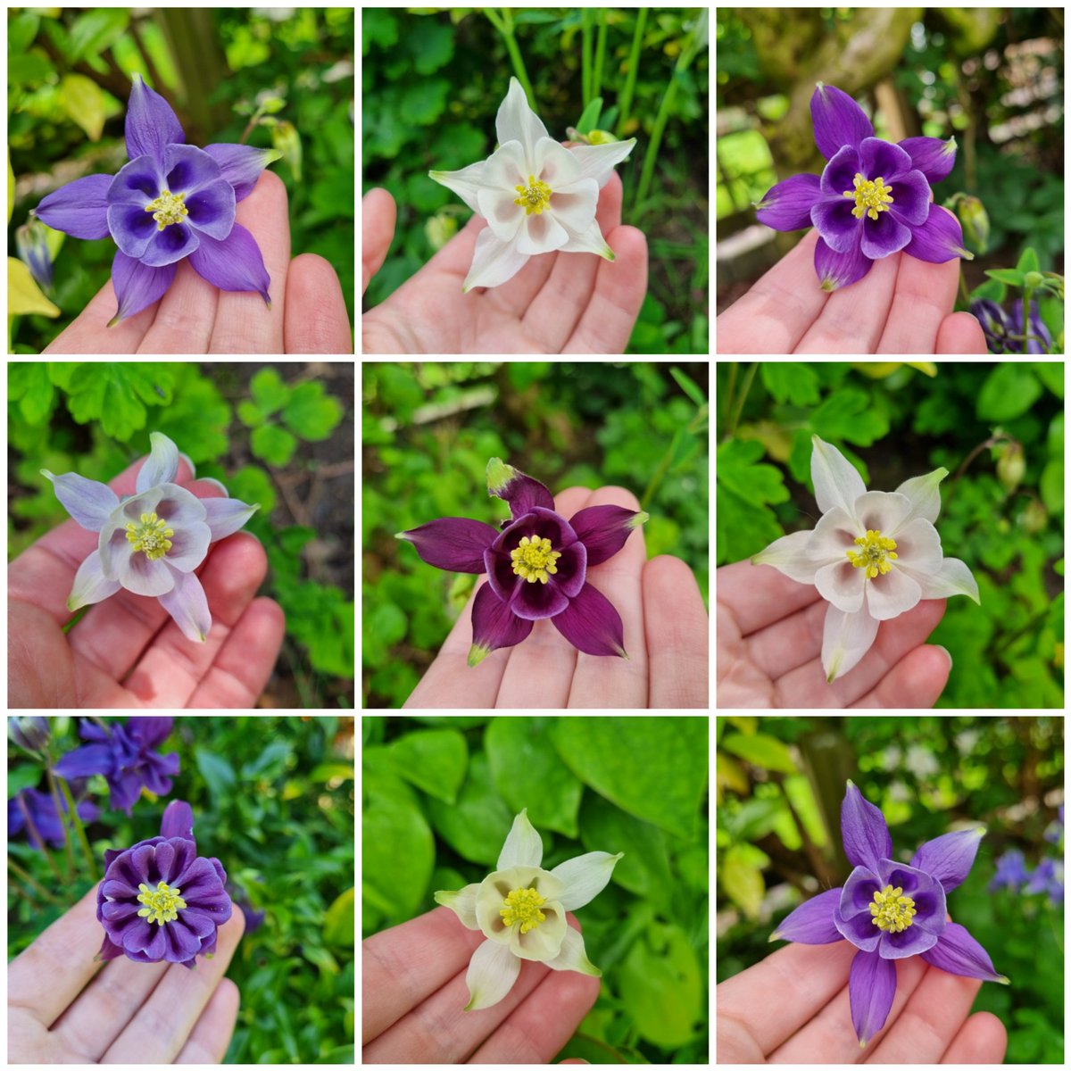 Some of the Aquilegias that have popped up in my garden this year. I'm loving the bluey purples 💜 #FlowersOnFriday #FlowerHunting