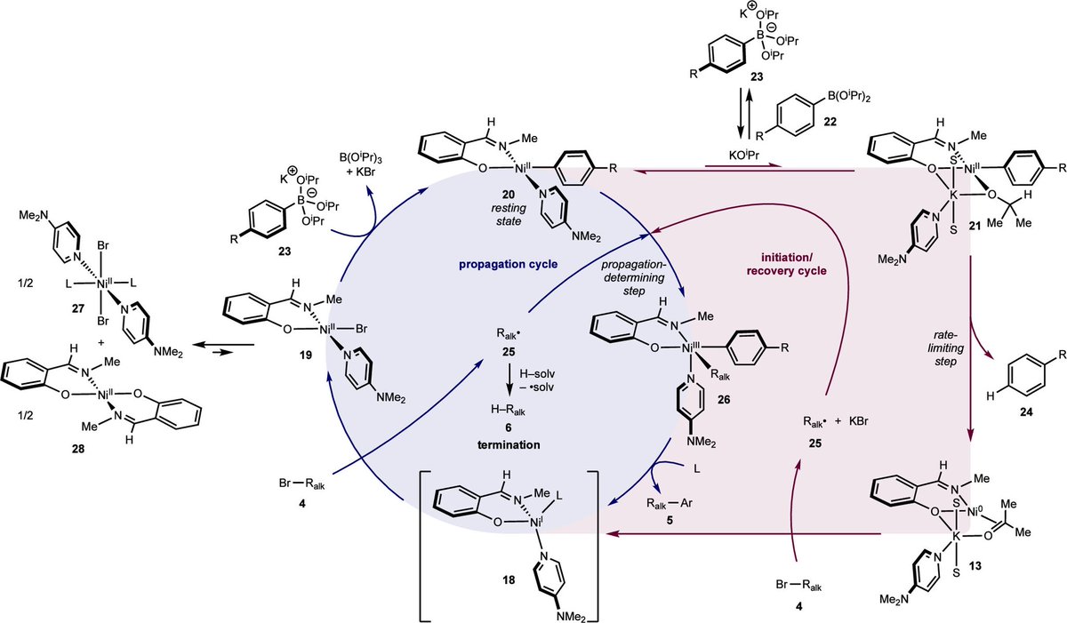 Lively discussion today led by Sophia  (linkedin.com/in/sophia-kosl…) in our journal club about the mechanism proposed in <a href="/pchirik/">Paul Chirik</a> group’s new paper doi.org/10.1021/jacs.4… #chemtwitter #journalclub
