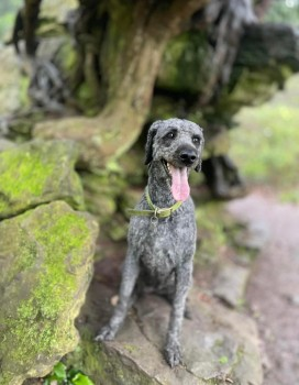 🆘16 MAY 2024 #Lost TEDDY #ScanMe
OLDER Black/silver Labradoodle Female
#Tintern #ReddingsFarm #LivoxQuarry #Wales #NP26 
nr #Chepstow #A466 #RiverWye
What3words: keyboards.archives.fleet
doglost.co.uk/dog-blog.php?d…