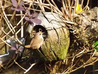 When will councils learn ecology? After tree losses on @ParklandWalk @haringeycouncil began cutting back vegetation at Stanhope bridge this week at the height of nesting season. Quelle surprise! to discover a number of nesting wrens in the bushes.@paulpowlesland @ukwildlifecrime