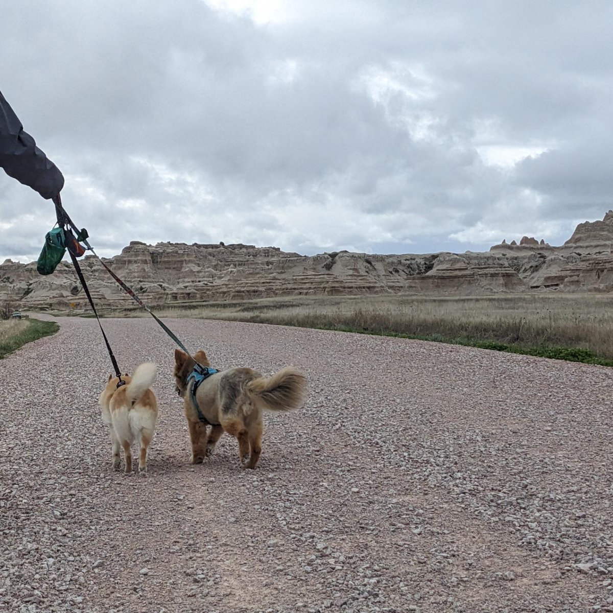 them2dogs's tweet photo. Some highlights from the venture into the #badlandsnationalpark! Getting to see some of the awesome sights! #dogswhohike #dogsiblings #dogswhotravel #barkranger #dogsoftwitter https://t.co/pBTj2tvcqF