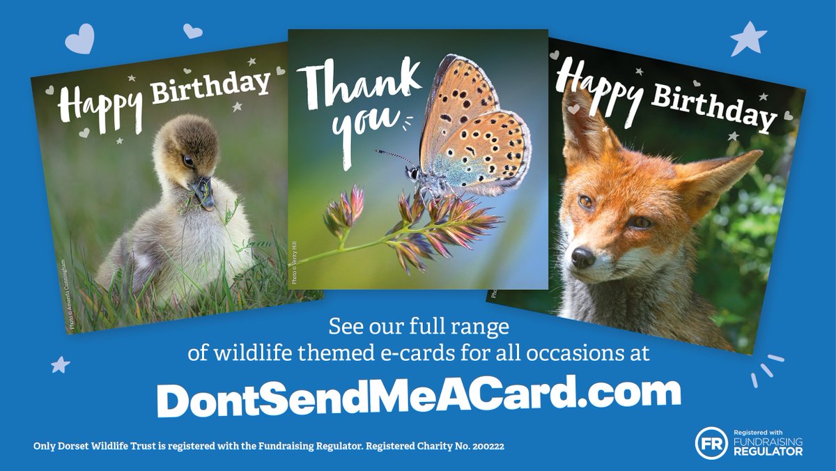 Friends or family have a birthday coming up? Or want to say thank you to a special someone? Send them an e-card! Choose from a beautiful selection of wildlife-themed designs AND raise funds for Dorset Wildlife Trust. 💚 👉 bit.ly/3P97e2W ~ Jack @dontsendmeacard