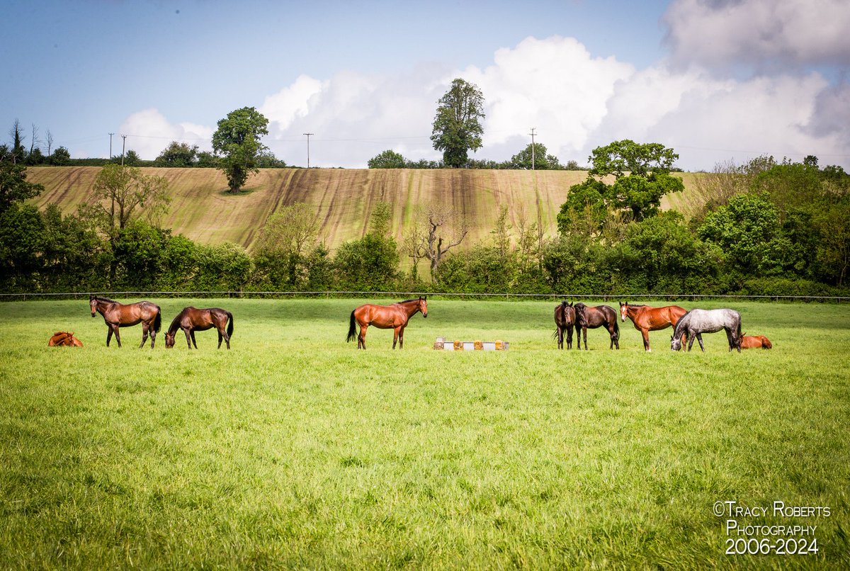 TurfPix's tweet image. Racehorses being horses. Time off. Time to grow, fill out and come back stronger. # teamditcheat
@PFNicholls @charliedavies31 @ged_mason @itvracing @RacingPost