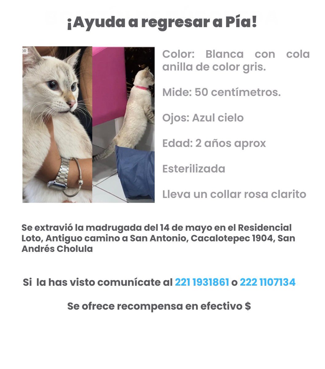 Me ayudan a difundir por favor #cholula ‼️‼️‼️ su dueña está súper triste y preocupada por Pía. Si la ves por favor resguarda!