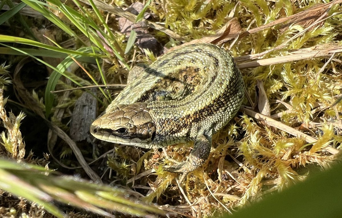 Go Wild Scotland Ranger tweet media