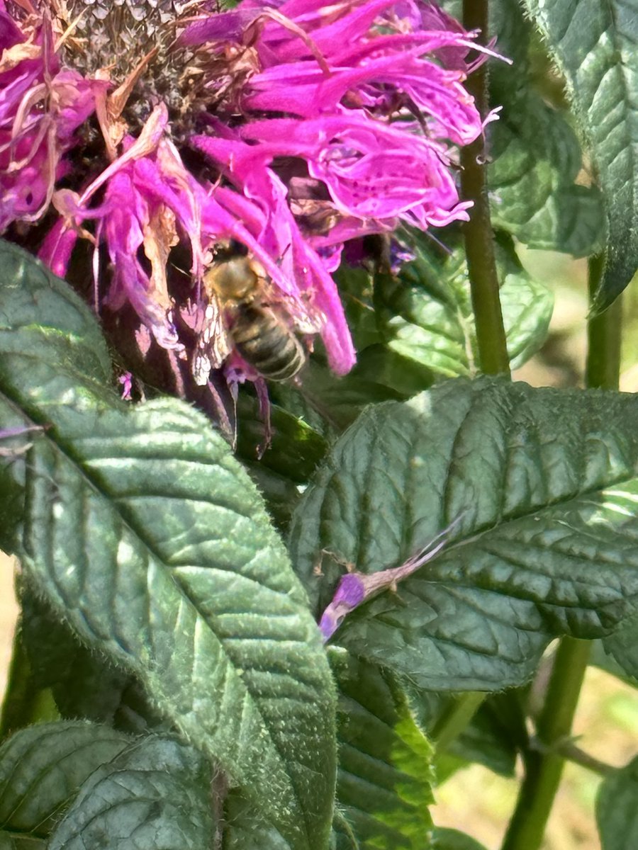 Joanie’s new Lavender Taffeta has made a few bees very happy!