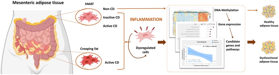 Dysregulation of adipose-stem cells in Crohn’s disease @IBODI_Group Montfort-Ferré et al. academic.oup.com/ecco-jcc/advan…