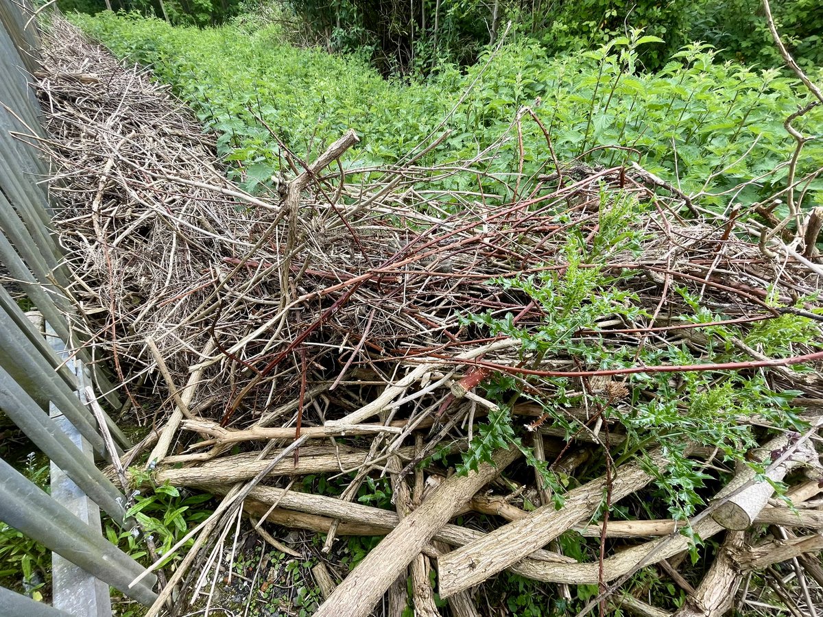 Stivi Musievski tweet media