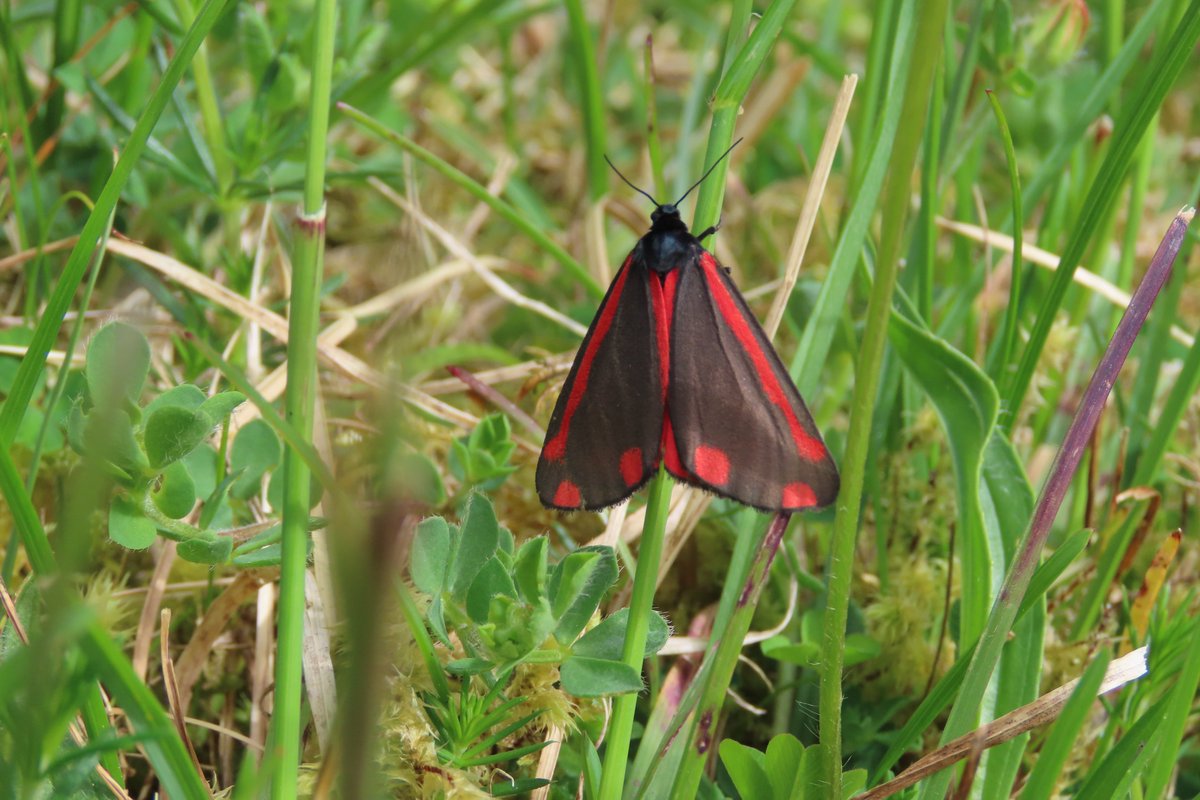 A visit to #Sheskinmore nature reserve #Donegal ,never disappoints! So many #butterflies & #moths Always a thrill to see Narrow bordered bee hawkmoth, Small blue, Marsh frit caterpillar & Cinnabar #moth freshly emerged. #invertebrates