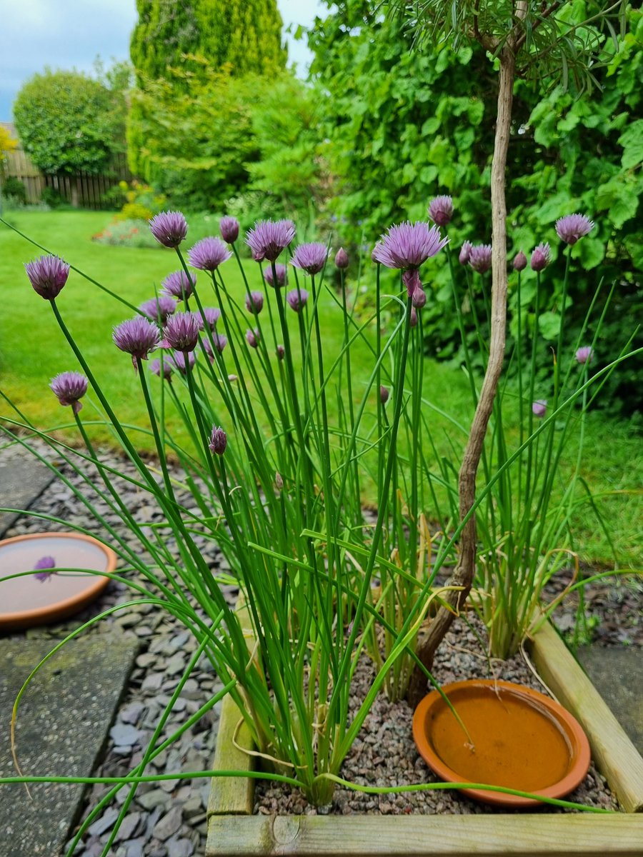 It's grey. It's damp. It's cold. But... we have chive flowers, and greenery, so all is well 💜💚 #GardeningTwitter #FlowersOnFriday