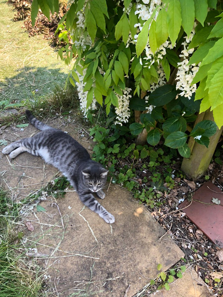 The_Animal_Team's tweet photo. ‼️ MISSING CAT, CHISLEHURST BR7. ‼️ Roger is a bengal cross #cat, grey and cream, 3yo - looks like a slightly fluffy, fancy tabby! #Missing since Thursday 2nd May from #WillowVale in #Chislehurst #BR7 area. He is new to the area and kept indoors so far, so will be very lost. ☎️07954389736 with any information. https://t.co/Ge5J7mfiFP #MissingCat #CatsOfTwitter #LostCat