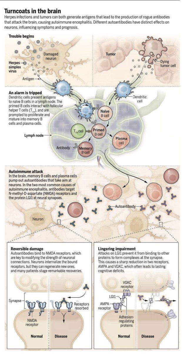 An outstanding @ScienceMagazine feature on the inflamed brain science.org/content/articl… open-access, by @yashastone