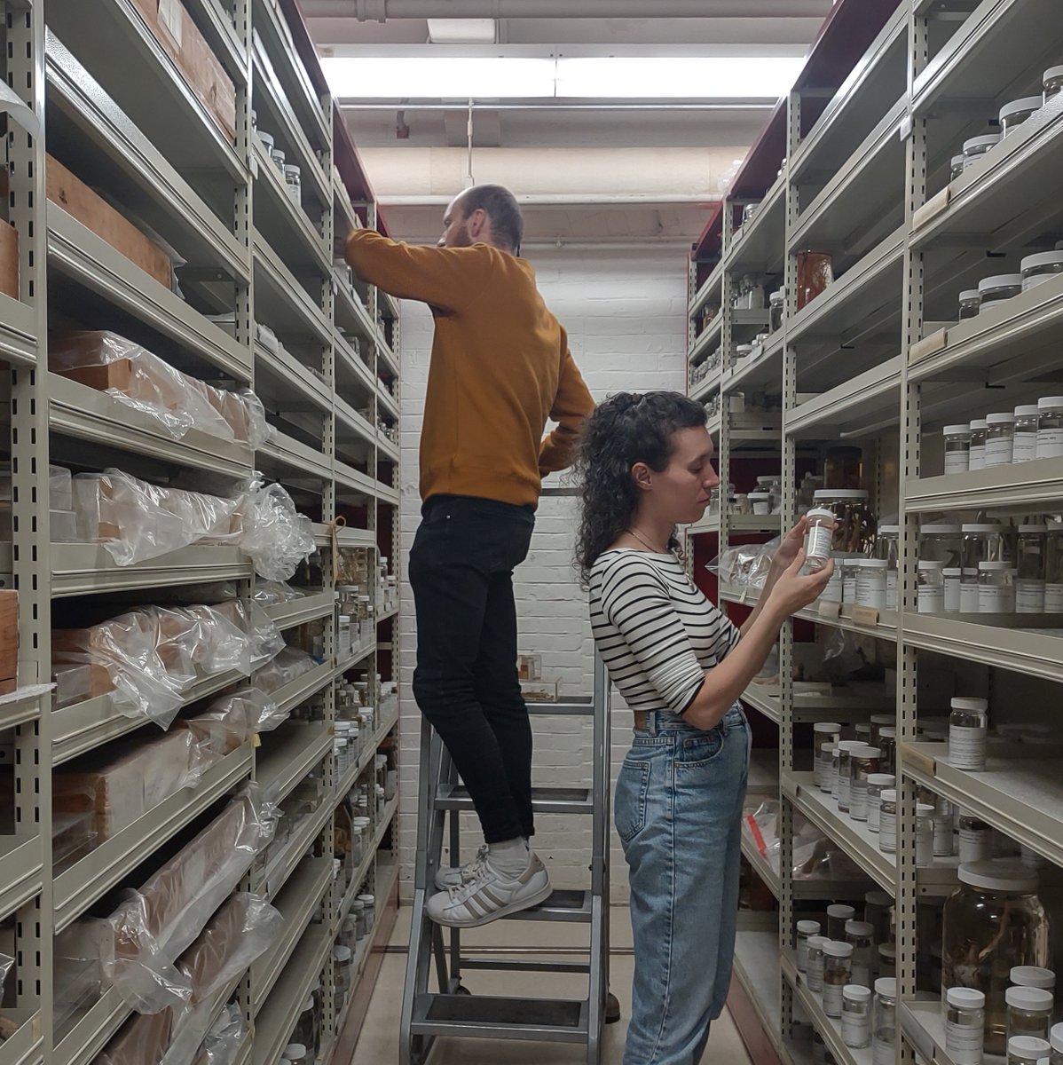 Andrea Quattrini, Declan Morrissey and Claudia Vaga of @NMNH visited #mczInvertZool to study coral type specimens for their project “Mesophotic and Deep Benthic Communities,' funded for the restoration and conservation of coral impacted by the 2010 Deepwater Horizon oil spill.