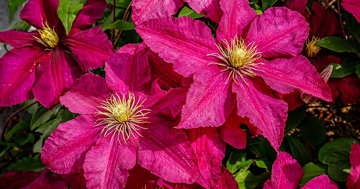 How Long Does Clematis Bloom? Clematis are long-flowering, showy plants that are popular in gardens across the globe. Learn about how long clematis bloom in this guide on Gardener's Path. #clematis #gardeningtips #gardening gardenerspath.com/plants/vines/c…