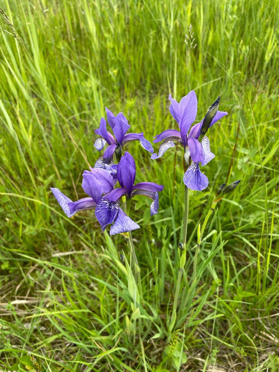 Iris selvatici nella riserva naturale.