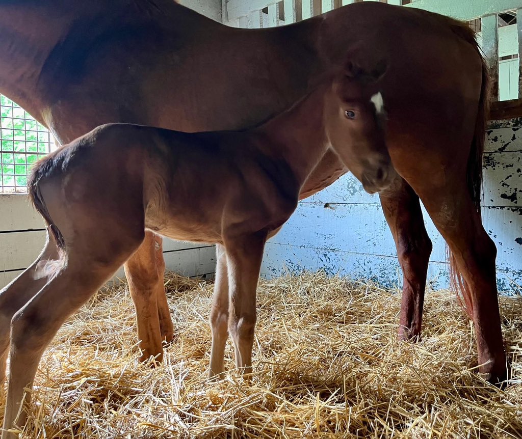 It's better to be late than never... A big, strong colt by champion 2yo Game Winner was born this morning at Atlas. We believe in breeding well into June to ensure a significant crop and a better harvest. Age is never a disqualifying factor for us when we come across a yearling