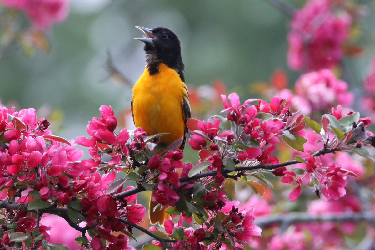 Beautiful Baltimore Oriole in the blossoms at the Arboretum this morning. #birdwatching #springmigration @ThePhotoHour