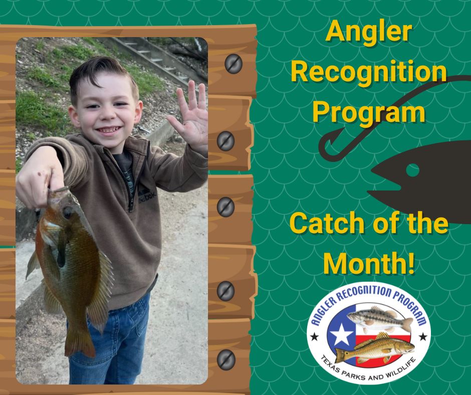 Ikeson May caught this 10-inch-long Redbreast Sunfish out of the Comal River on March 26, 2024 using a rod and reel with a worm. He earned a Big Fish Award for his catch! Way to go Ikeson! The Catch of the Month can be viewed here: tpwd.texas.gov/fishboat/fish/…