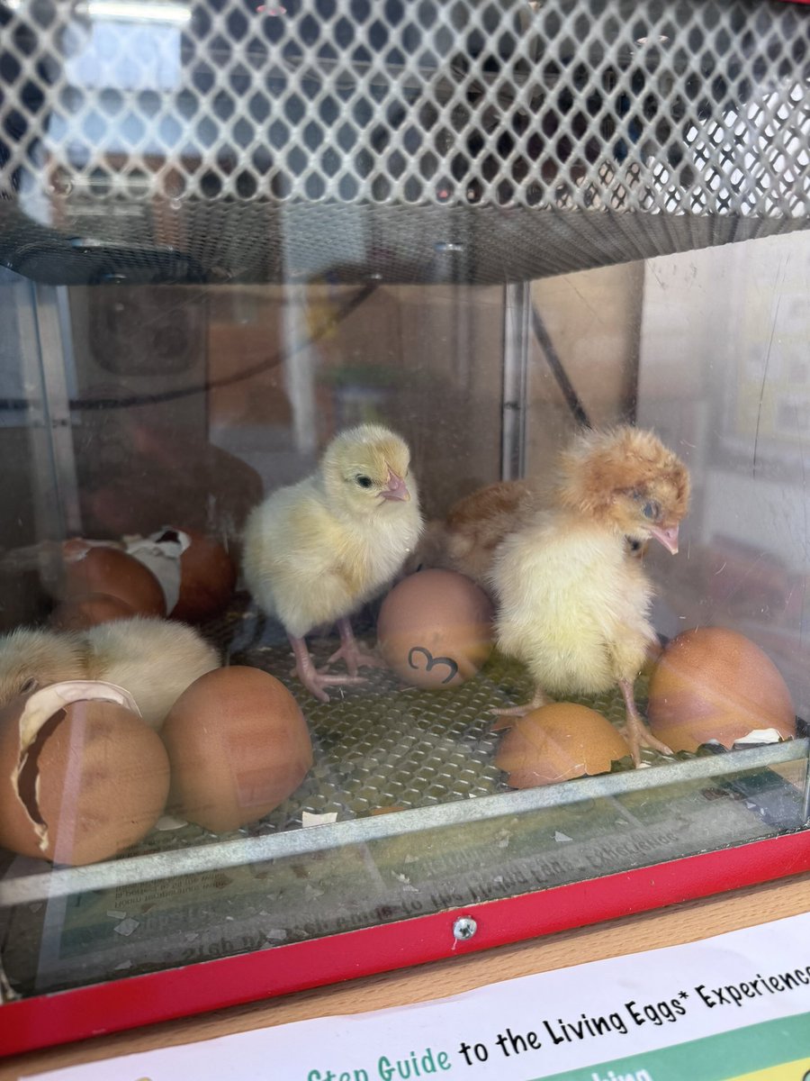 Deighton Gates Primary School tweet media