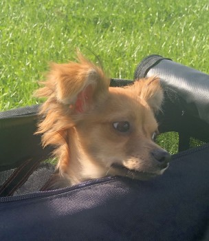 🆘15 MAY 2024 #Lost BELLE #ScanMe YOUNG Orange/blonde Pinscher: Miniature Female Looks like a mini pin and chihuahua mix. Very small, scared and anxious. Blythe Hill Lane #London #SE23 nr #A205 Has been spotted on Codrigton Hill doglost.co.uk/dog-blog.php?d…