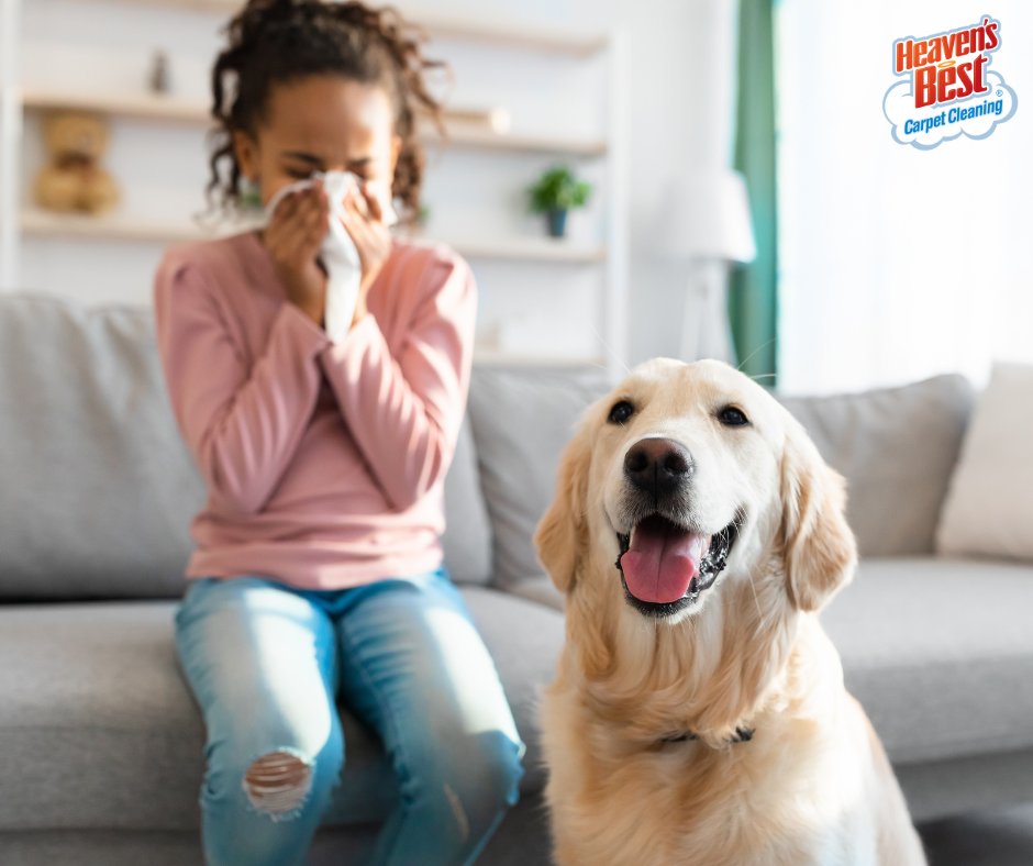 Allergies won't stop acting up? 🤧 You might need your floors or upholstery professionally cleaned! Heaven's Best is only one call away - schedule a cleaning today! 👌 (503) 505-3565

goheavensbest.com
#portland #bestofportland #lakeoswego #oregoncity #carpetcleaning