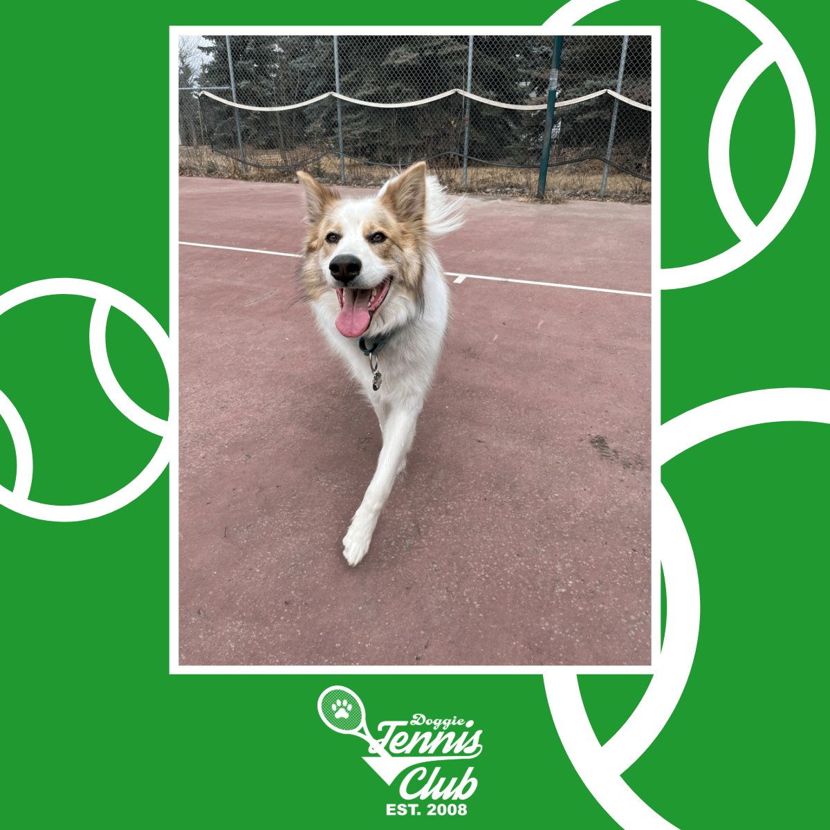 Beautiful day with Wolfgang and the #DoggieTennisClub 🎾🐾

#TheRanchPetCare #barknride #SturgeonCounty #StAlbert #YEG #dogsofinstagram #doggydaycare #dogdaycare #dogs #yegpets