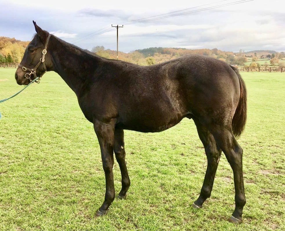 Homebred CLODDERS DREAM (Martaline @HarasMontaigu x Theatre Girl) wins his maiden hurdle impressively for @gelliott_racing & 🍾

An own brother to Tweed Skirt, he was sold as a foal @Tattersalls_ie November Sale to Dick Frisby. 

Well done to all involved 👏

#GoldfordGrads