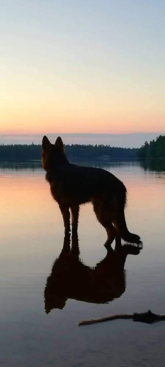 The big beast wonders where the stick went🙃🤷Have a nice evening xx