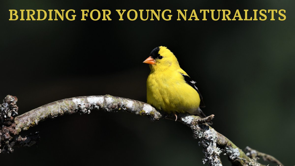 Practice your birding skills at Cranberry Lake Preserve's program, Birding for Young Naturalists, Sunday, May 19, 10:30 a.m. to noon. Hiking shoes and binoculars recommended. Pre-registration is encouraged by calling (914) 428-1005.