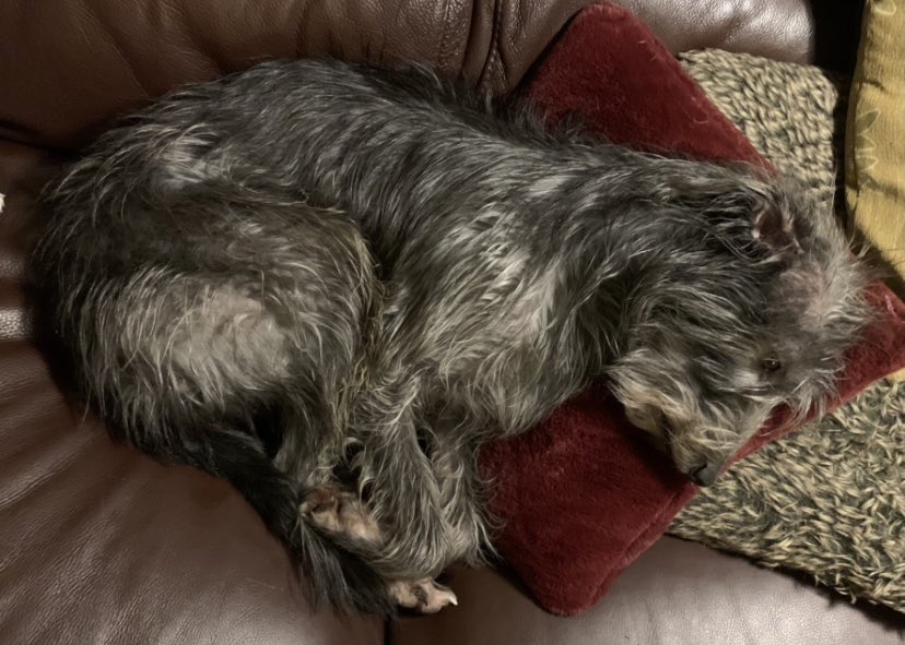 12 incredibly tough weeks searching for her #wheresrosie 💔🐺🐾