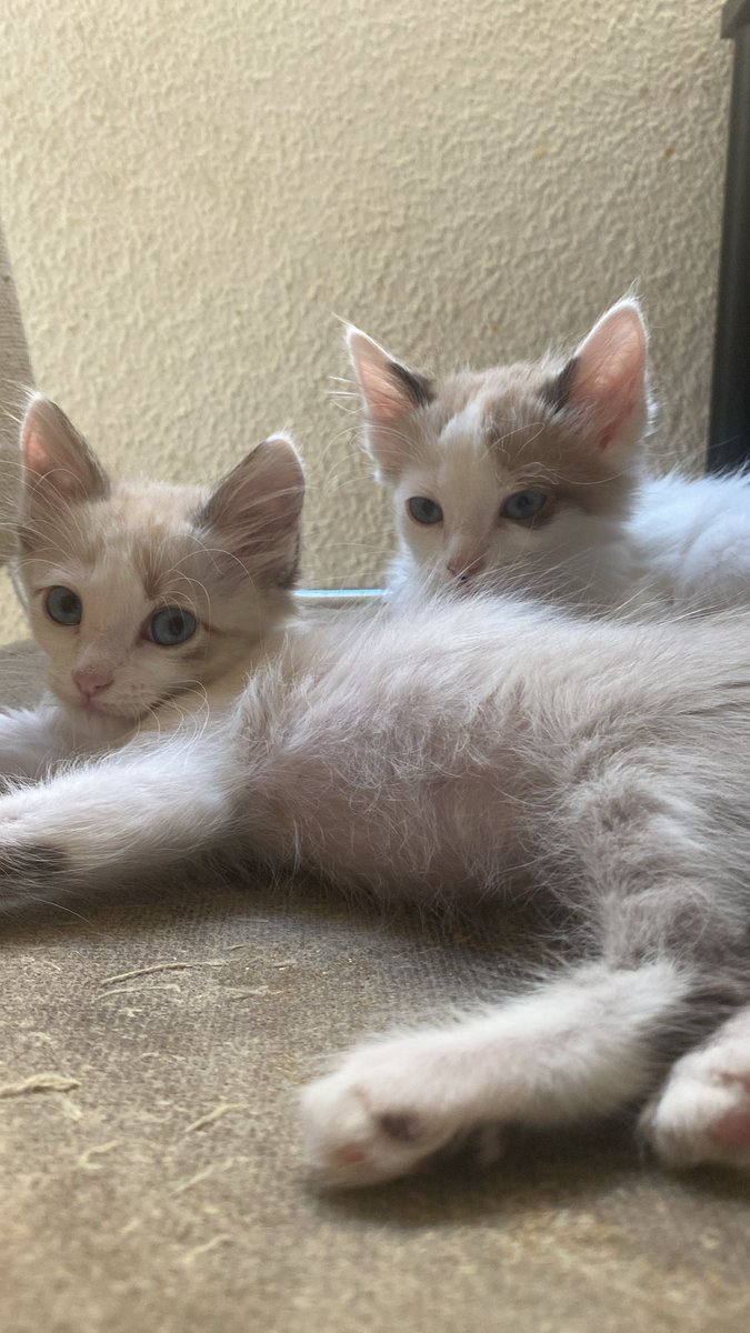 NeikiiSt's tweet photo. Regalo gatitos. Interesados habladme, también se agradece difusión 🥺 tienen dos meses, son hembra y macho 🥺 https://t.co/ruxI1XNxMM
